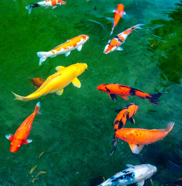 ribnik s koi krapi 2