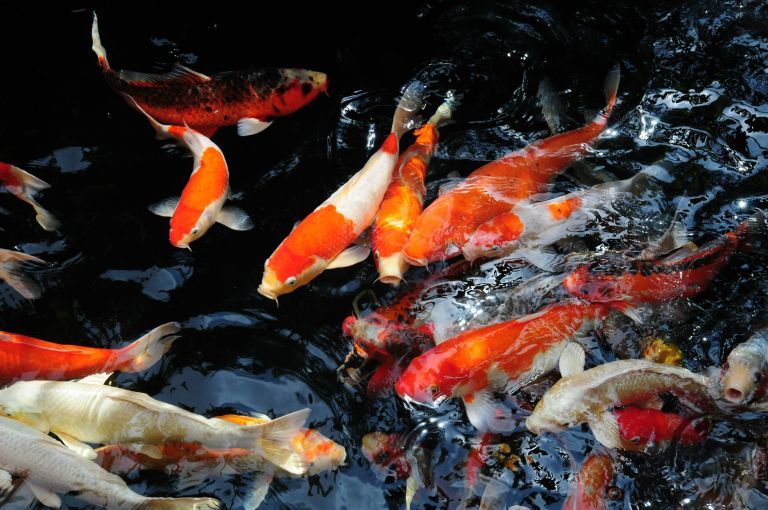 ribnik s koi krapi 7