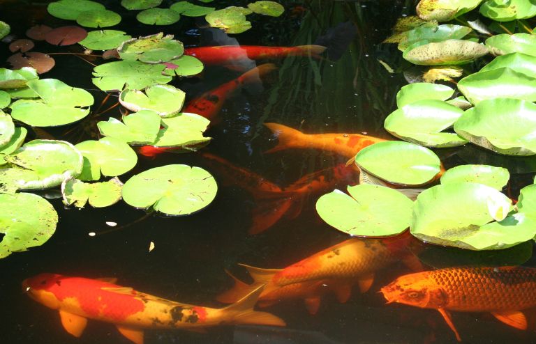 ribnik s koi krapi 5