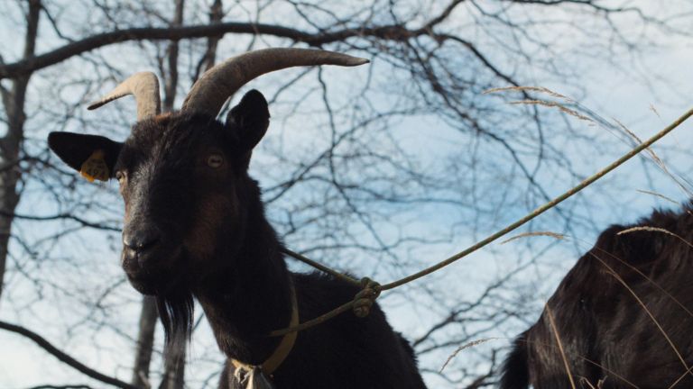 drezniska-koza-in-njeni-ljudje