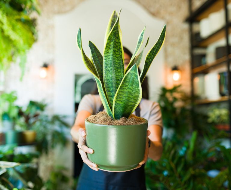 sanseverija, tascin-jezik