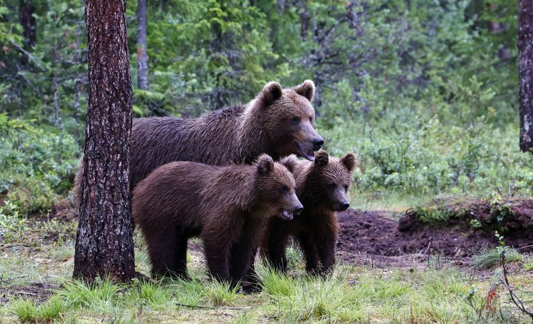 medvedka mladica.jpg