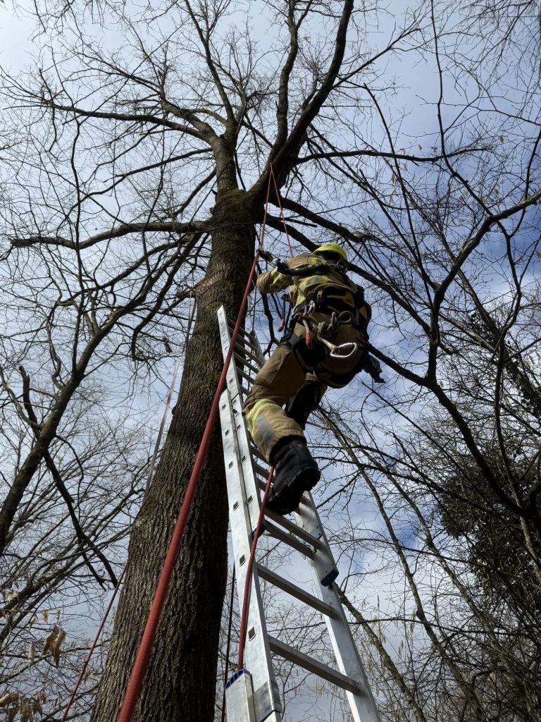 pge-krsko, macek-na-drevesu