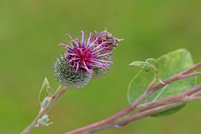 Navadni repinec, Arctium lappa