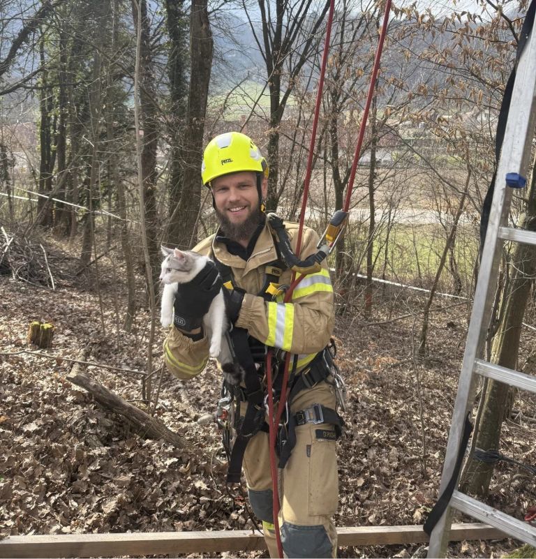 pge-krsko, macek-na-drevesu