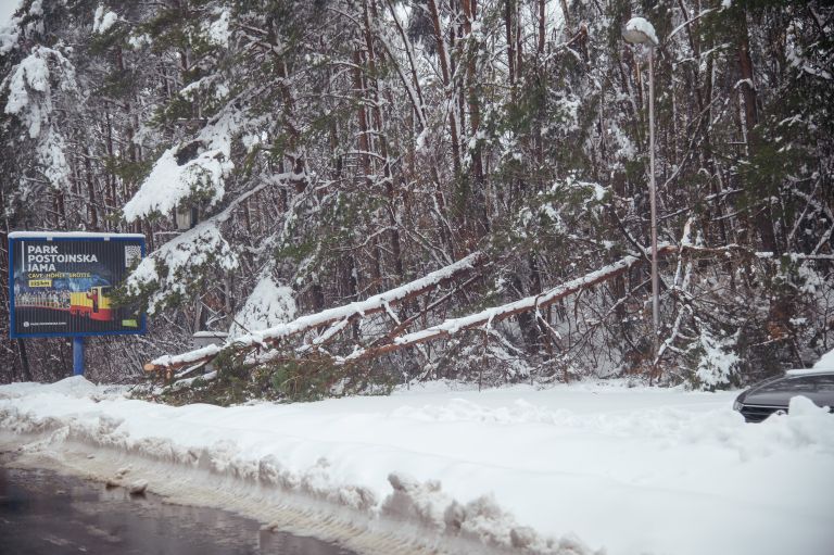 goričko, sneg, podrta-drevesa, podrto-drevje, snegolom