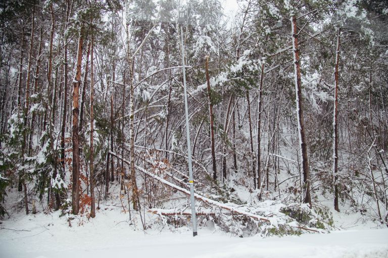 goričko, sneg, podrta-drevesa, podrto-drevje, snegolom