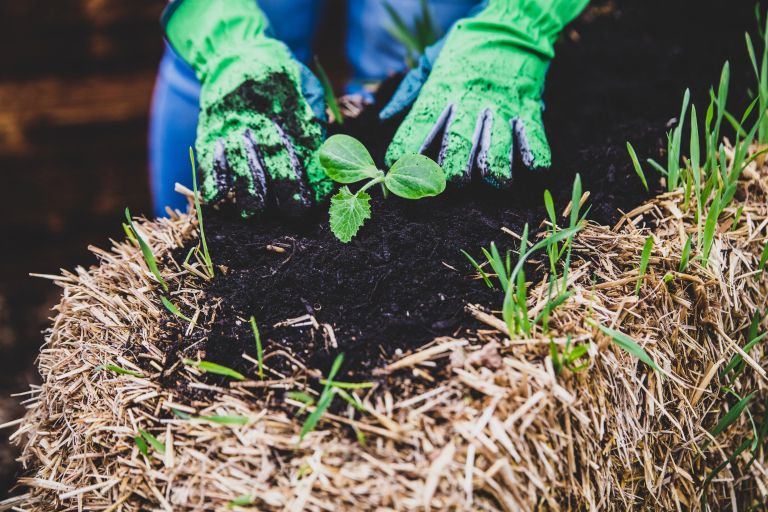 zasajevanje visoka greda slama