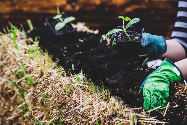 visoka greda na bali 2