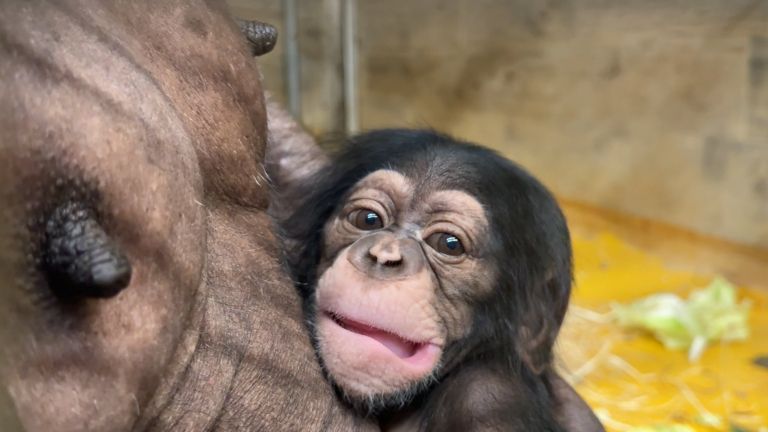 simpanz, zoo-ljubljana, novorojenec