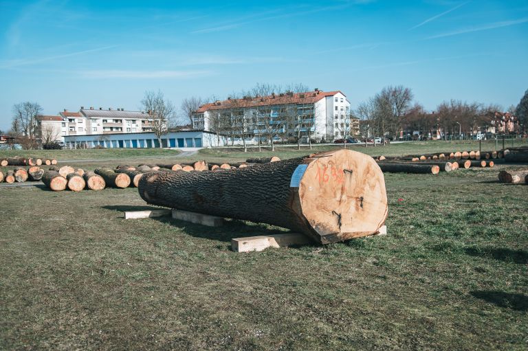 dražba-hlodovine-2026, les, lesa, pomurski-sejem-gornja-radgona