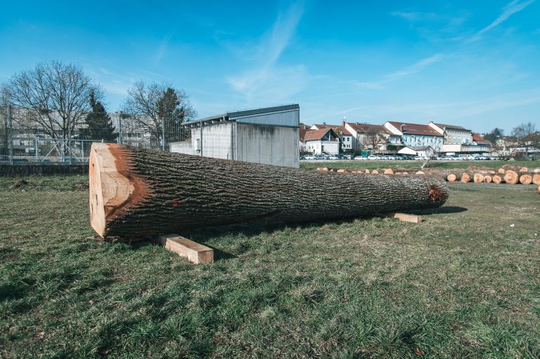 dražba-hlodovine-2026, les, lesa, pomurski-sejem-gornja-radgona