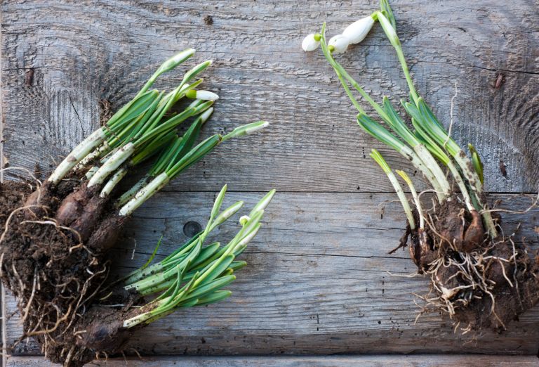 presajanje zvončkov