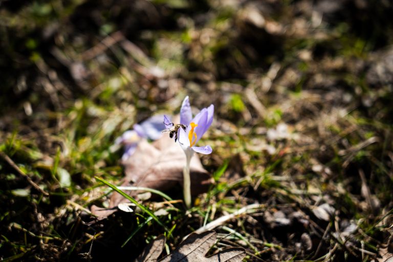pomlad, pomladanski-žafran