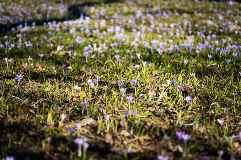pomlad, pomladanski-žafran