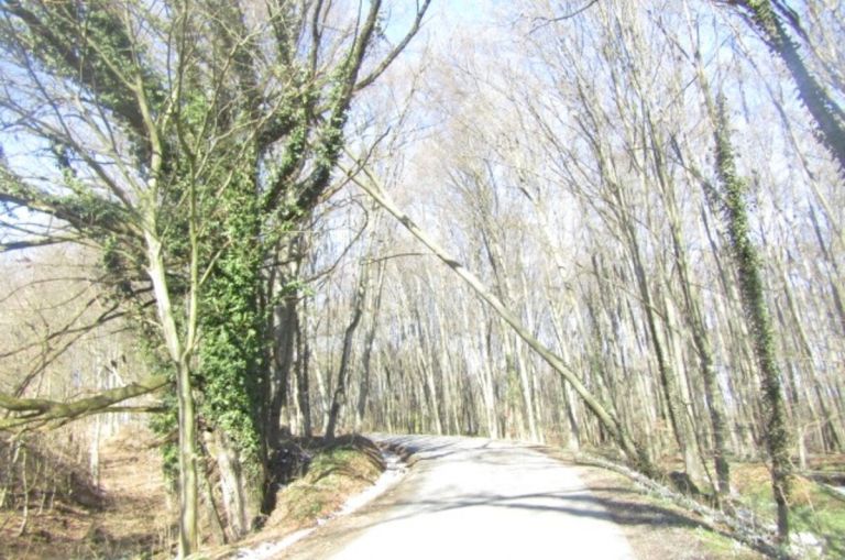 hb_podrta drevesa.jpg