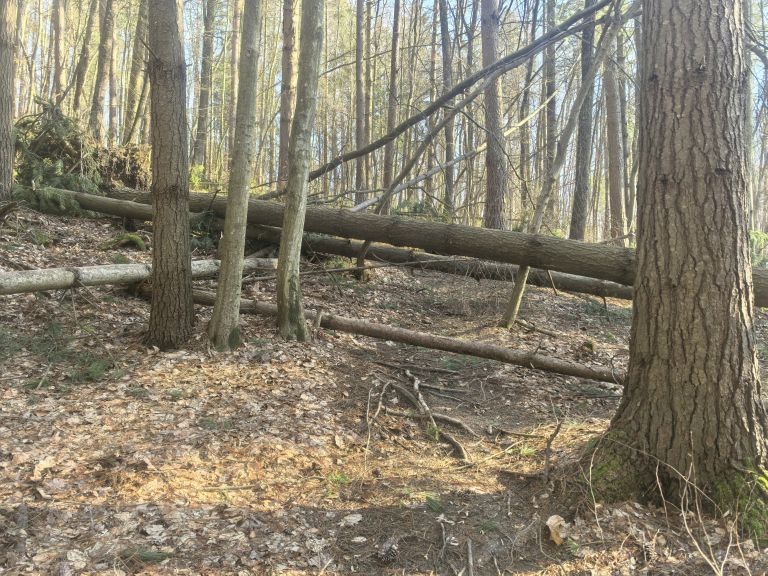 snegolom-februar-2026, kolesarski-park-tromeja, bike-park, tromejnik, podrto-drevje, podrta-drevesa