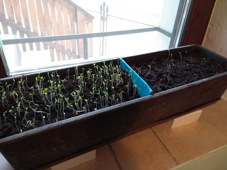 sadike na okenski polici