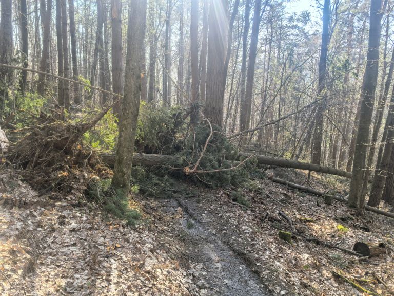 snegolom-februar-2026, kolesarski-park-tromeja, bike-park, tromejnik, podrto-drevje, podrta-drevesa