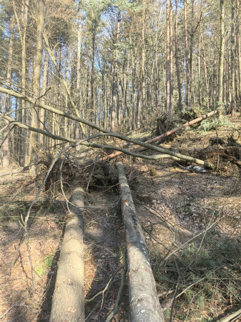 snegolom-februar-2026, kolesarski-park-tromeja, bike-park, tromejnik, podrto-drevje, podrta-drevesa