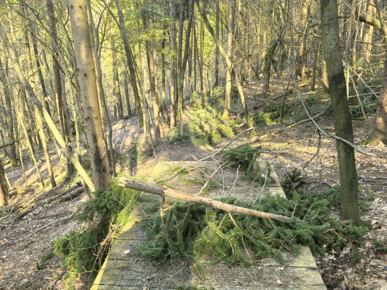 snegolom-februar-2026, kolesarski-park-tromeja, bike-park, tromejnik, podrto-drevje, podrta-drevesa