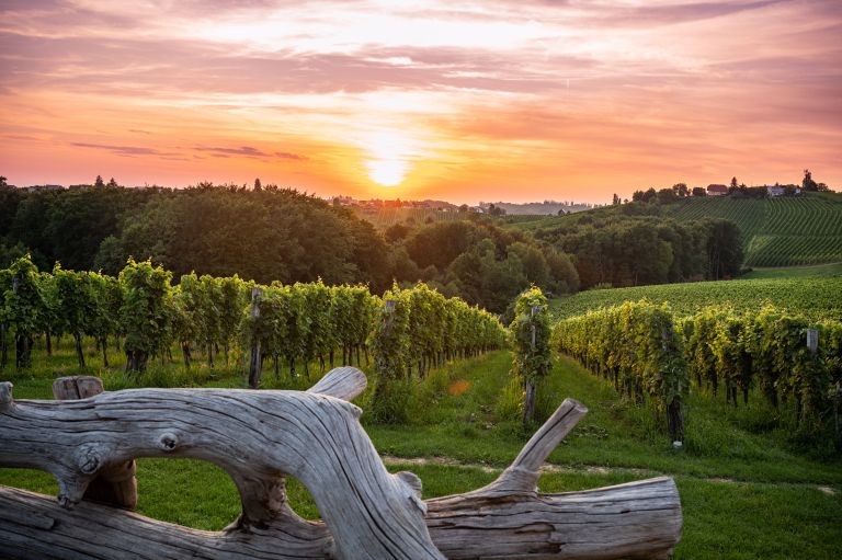 Jeruzalem, vinogradi