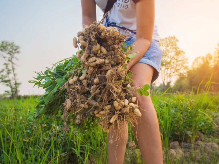 obilen pridelek arašidov