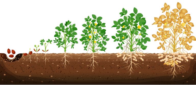 Faze rasti zemeljskega oreška