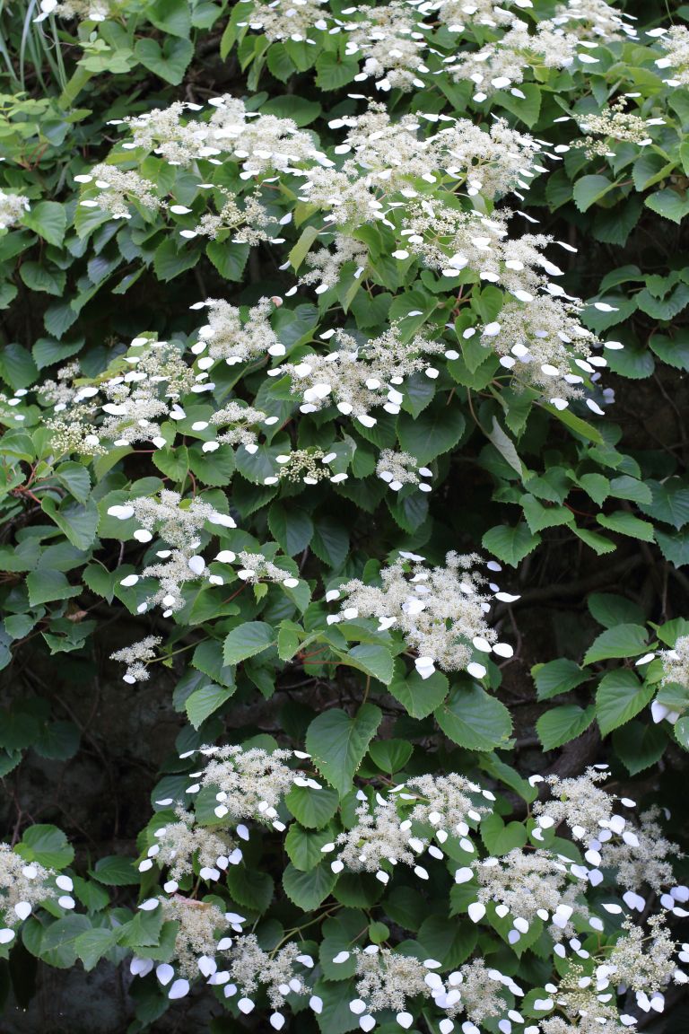 Schyzophragma hydrangeoides