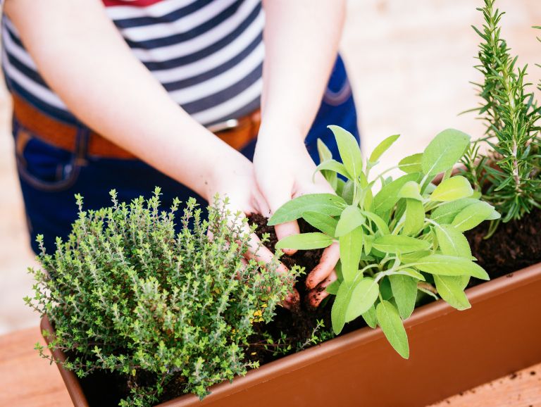 rozmarin, zelisca-na-okenski-polici
