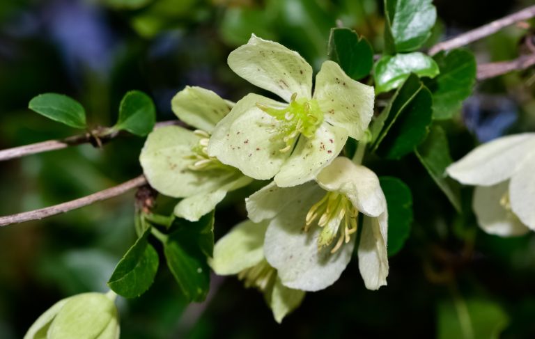 Srobot Clematis cirrhosa
