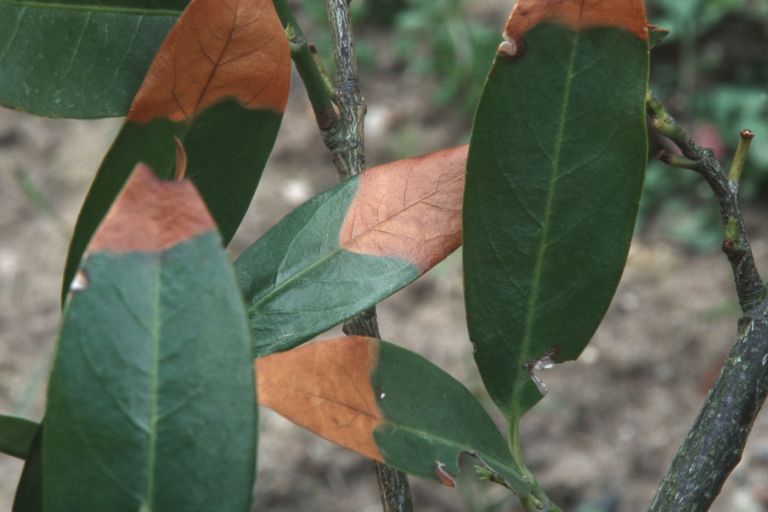 izsuševanje lovorikovca