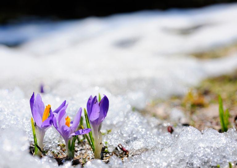 kranjska-gora, hit-alpinea
