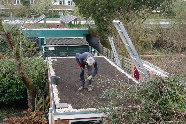 zelena streha urejanje