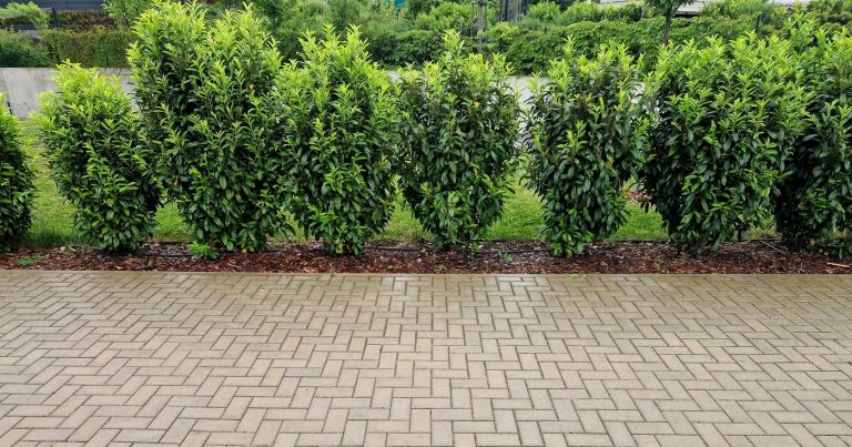 lovorikovec živa meja