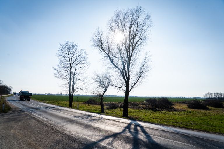 odstranjevanje-drevja, skupina-panvita