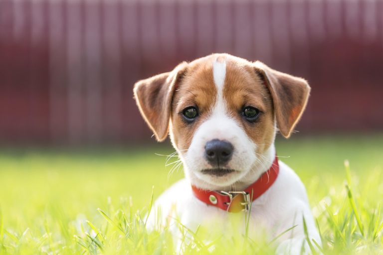 Jack Russel, pasma, pes
