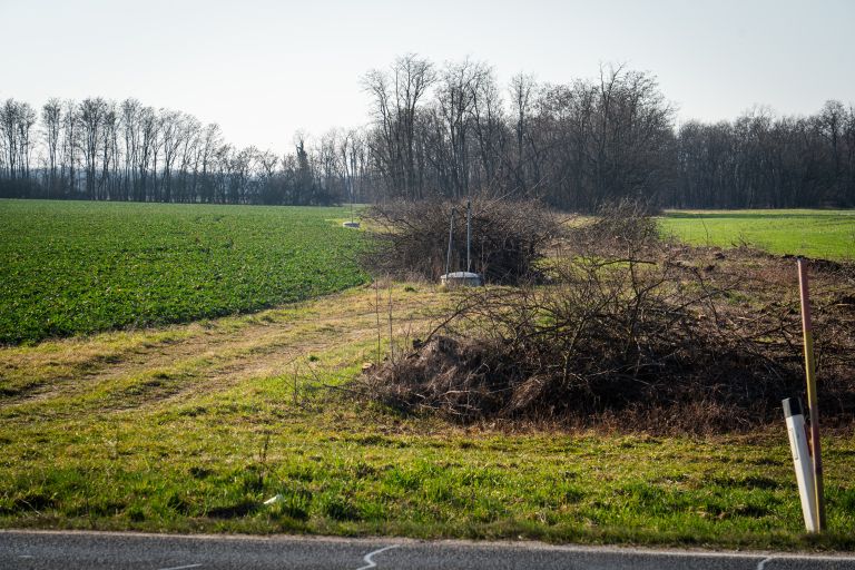 odstranjevanje-drevja, skupina-panvita