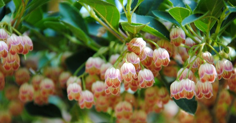 Enkianthus campanulatus 1
