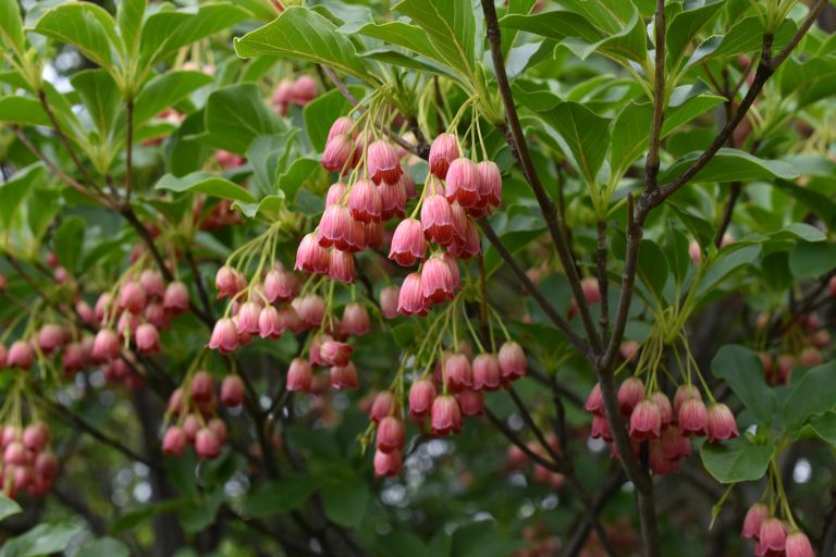 Enkianthus campanulatus 3