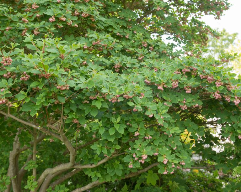 Enkianthus campanulatus
