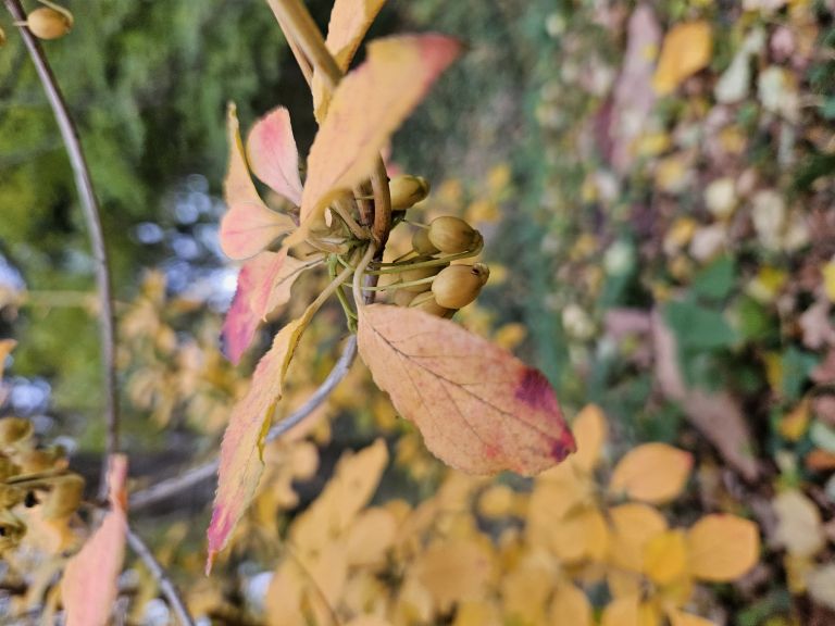 Enkianthus campanulatus 5