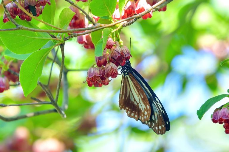 Enkianthus campanulatus 2