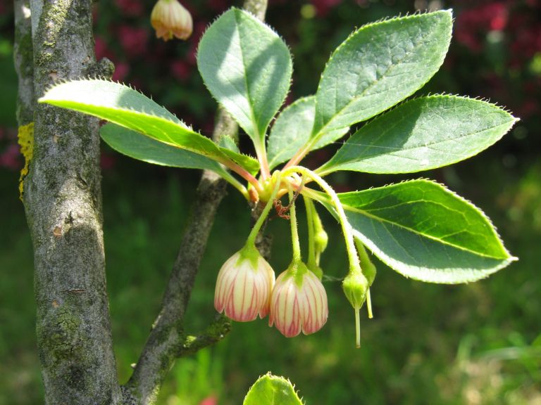 Enkianthus campanulatus 4