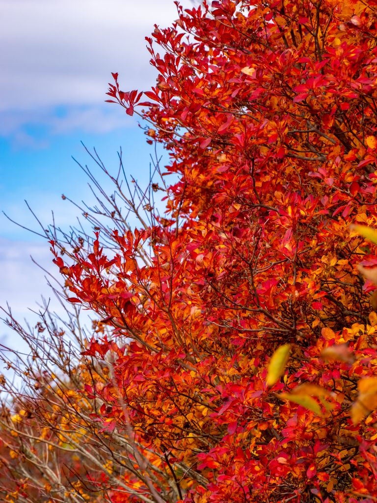 Enkianthus campanulatus 6