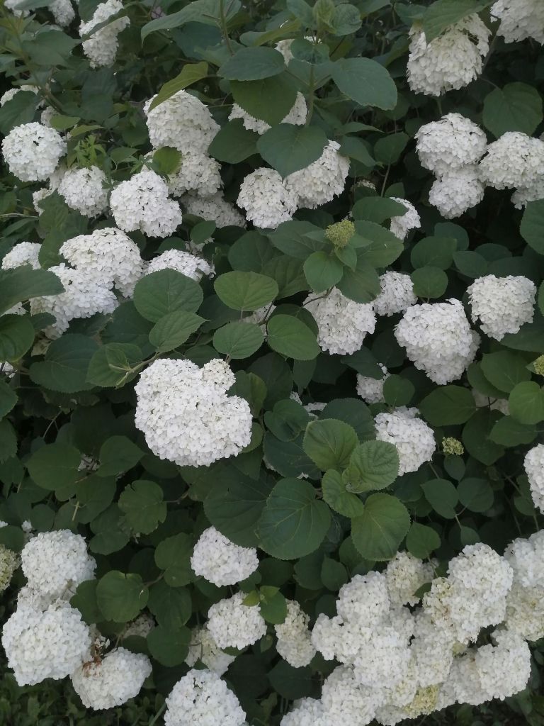 Hydrangea arborescens ‘Annabelle’