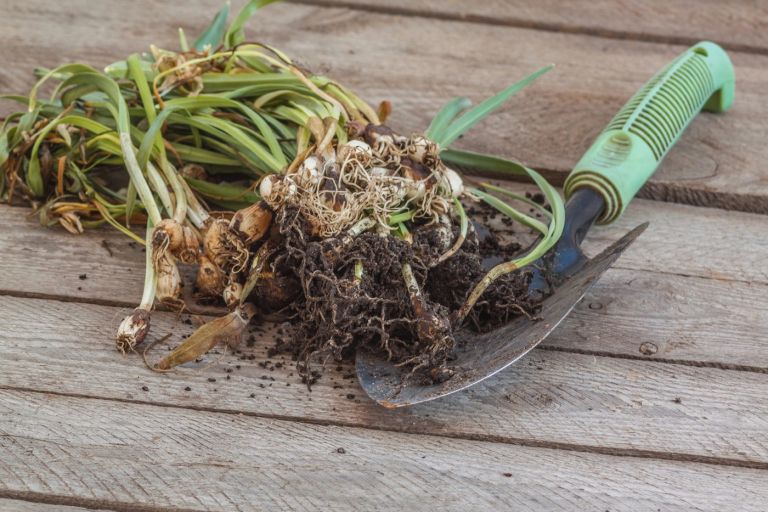 presajanje zvončkov