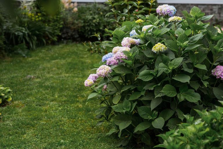 Hydrangea macrophylla