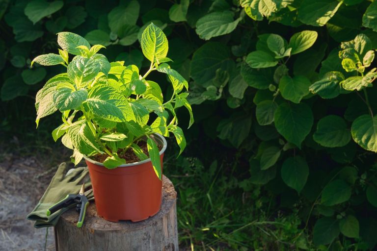 sadika okrasne rastline