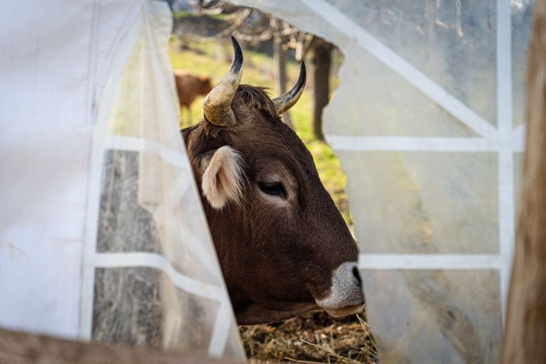 mohanji-slovenija, mohanji, zavod, meditacije, tempelj, sveta-ana